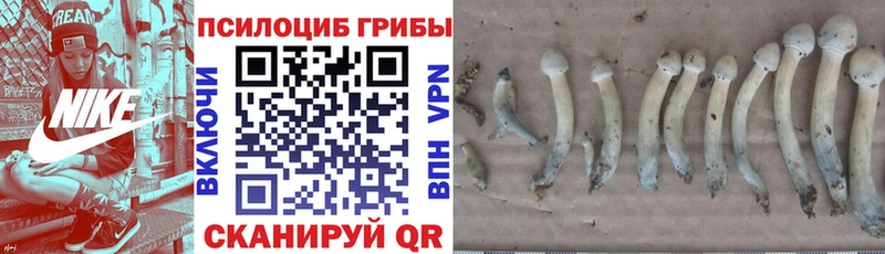 Галлюциногенные грибы Cubensis  купить   Буйнакск 